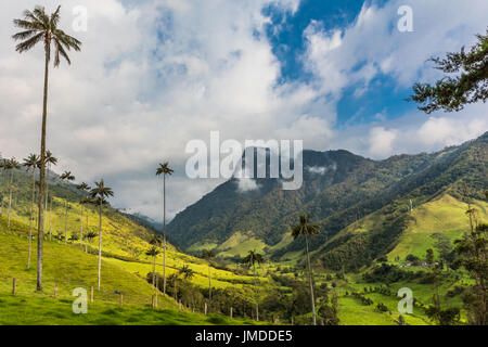 El Bosque de Las Palmas paesaggi di palme in Valle Cocora vicino Salento Quindio in Colombia Sud America Foto Stock