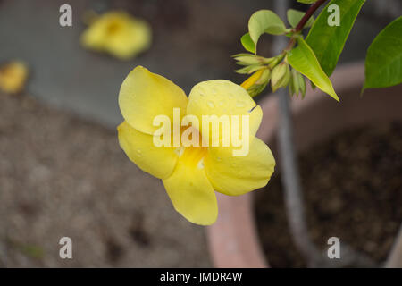 La vista di gocce di acqua su fiore giallo. golden tromba fiore. L'Allamanda cathartica. Foto Stock