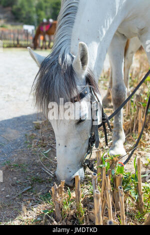 Cavallo bellissimo sulla natura Foto Stock