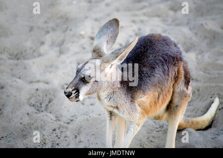 Un curioso giovane joey kangaroo in piedi nella sabbia. Foto Stock