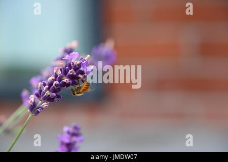Bee raccogliendo il polline sulle piante di lavanda Foto Stock