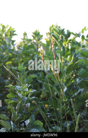 Nero erba infestante in grani Foto Stock