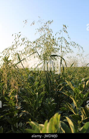 Avena selvatica in grani Foto Stock