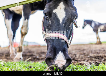 Vista dettagliata del bianco e nero faccia del cavallo bianco dal recinto nel paddock di pascolare su erba Foto Stock