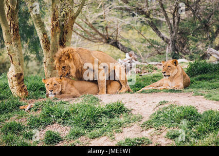 Animale in San Diego Foto Stock