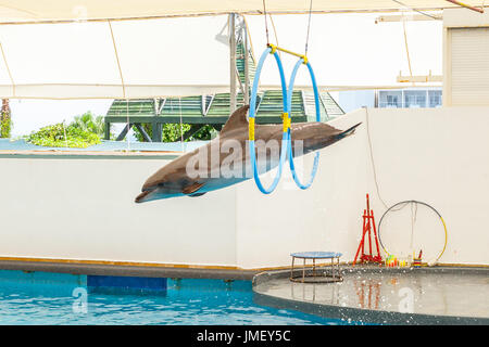 Dolphin saltare attraverso un cerchio in piscina Foto Stock
