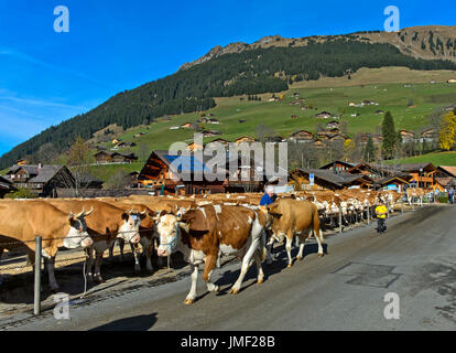 Simmental Fleckvieh a cattleshow, Lauenen, cantone di Berna, Svizzera Foto Stock