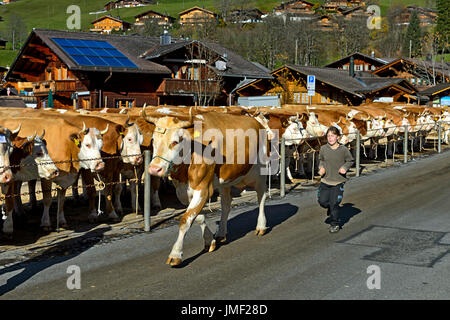Simmental Fleckvieh a cattleshow, Lauenen, cantone di Berna, Svizzera Foto Stock