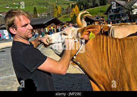 L'uomo il montaggio di un capestro su una vacca, Simmental Fleckvieh a cattleshow, Lauenen, cantone di Berna, Svizzera Foto Stock