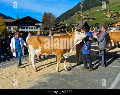Presentazione del Simmental Fleckvieh vacche a cattleshow, Lauenen, cantone di Berna, Svizzera Foto Stock