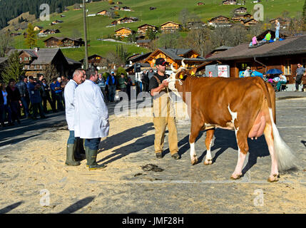 I membri della giuria esaminare Simmental Fleckvieh a cattleshow, Lauenen, cantone di Berna, Svizzera Foto Stock