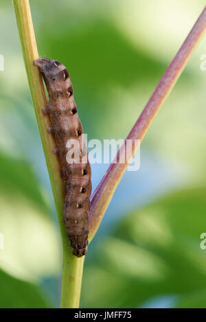 Caterpillar di grande giallo underwing (Noctua pronuba) scendendo da peonia stelo. Foto Stock