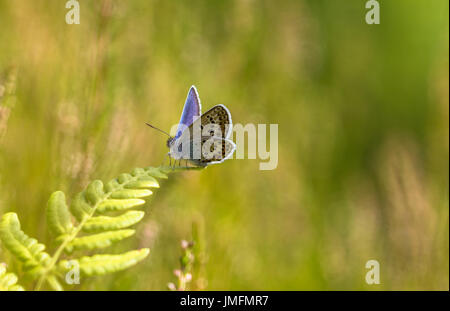 L'IDAS Blue Plebejus idas farfalla posata su una foglia di felce Foto Stock