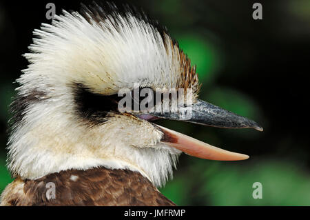 Ridendo Kookaburra, Australia / (Dacelo gigas, Dacelo novaeguineae) | Lachender Hans / (Dacelo gigas, Dacelo novaeguineae) Foto Stock