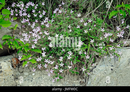 Rock Soapwort, Provenza, Francia meridionale / (Saponaria ocymoides) | Rotes Seifenkraut, Provenza, Suedfrankreich Foto Stock