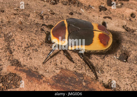 Un coleottero africano di frutta Foto Stock