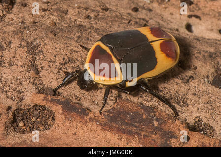 Un coleottero africano di frutta Foto Stock