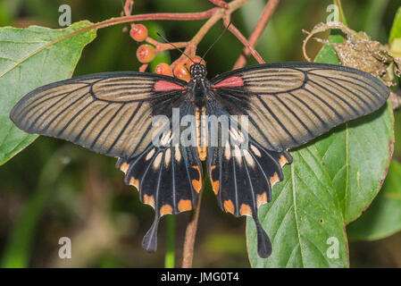 Il grande Giallo farfalla Mormone Foto Stock