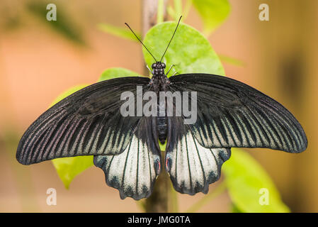 Il grande Giallo farfalla Mormone Foto Stock