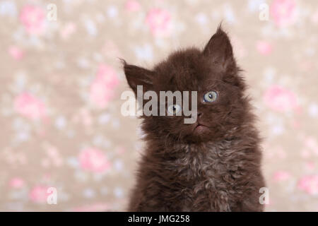 Selkirk Rex. Kitten (6 settimane di età) seduta, ritratto. Studio Immagine visto contro un disegno floreale di carta da parati. Germania Foto Stock