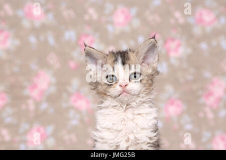 Selkirk Rex. Kitten (6 settimane di età) seduta, ritratto. Studio Immagine visto contro un disegno floreale di carta da parati. Germania Foto Stock