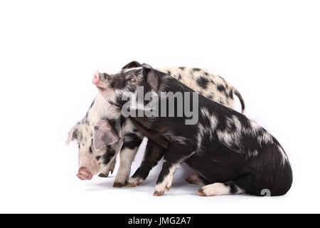 Turopolje maiale. Due porcellini: uno in piedi, una sola seduta. Studio Immagine contro uno sfondo bianco. Germania Foto Stock