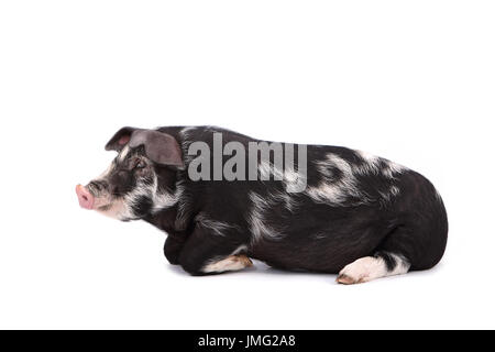 Turopolje maiale. Maialino giacenti. Studio Immagine contro uno sfondo bianco. Germania Foto Stock