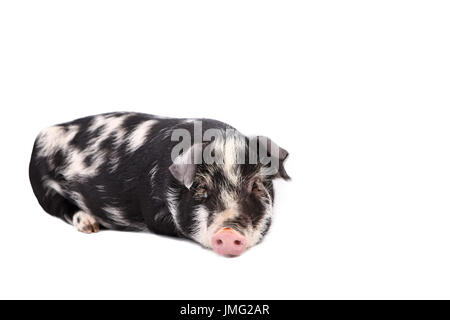 Turopolje maiale. Maialino giacenti. Studio Immagine contro uno sfondo bianco. Germania Foto Stock