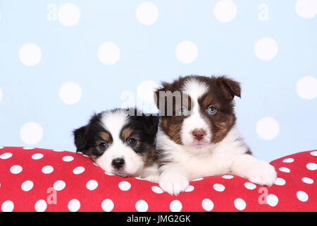 Pastore australiano. Due cuccioli (6 settimane di età) giacente su un rosso cushiont con il bianco a pois. Studio Immagine contro uno sfondo blu con il bianco a pois. Germania Foto Stock