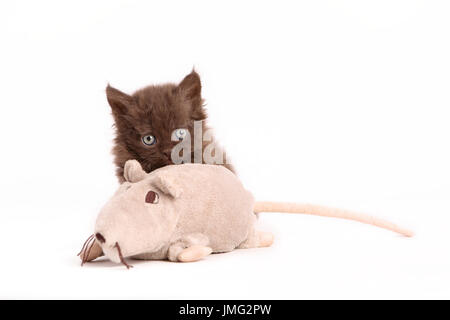 Selkirk Rex. Kitten (6 settimane di età) con toy mouse. Studio Immagine contro uno sfondo bianco. Germania Foto Stock