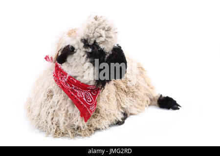 Vallese Blacknose pecore. Agnello giacente, indossa una sciarpa rossa. Studio Immagine contro uno sfondo bianco. Germania Foto Stock