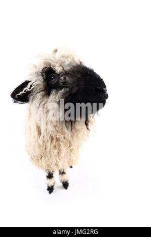 Vallese Blacknose pecore. Agnello in piedi. Studio Immagine contro uno sfondo bianco. Germania Foto Stock