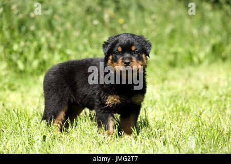 Rottweiler. Cucciolo (6 settimane di età) in piedi su un prato. Germania Foto Stock