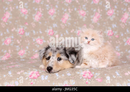 Selkirk Rex e American Collie. Kitten (6 settimane di età) e cucciolo accanto all'altra. Studio Immagine visto contro un disegno floreale di carta da parati. Germania Foto Stock
