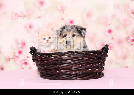 Selkirk Rex e American Collie. Kitten (6 settimane di età) e puppy in un cestello. Studio Immagine visto contro uno sfondo luminoso con fiore di ciliegio stampa. Germania Foto Stock