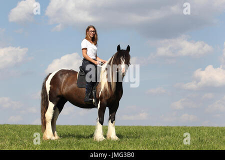 Gypsy Cob. Rider su un mare in piedi su un prato. Germania Foto Stock