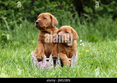 Il Labrador Retriever. Due cuccioli (6 settimane di età) seduto su un prato. Germania Foto Stock