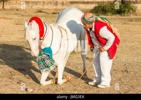 Marwari Horse. Bianco dominante il mare inginocchiarsi durante una tradizionale danza del cavallo. Rajasthan, India Foto Stock