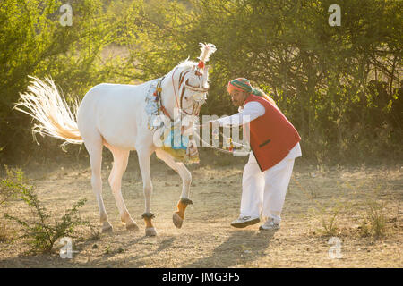 Marwari Horse. Bianco dominante il mare di eseguire un Piaffe durante una tradizionale danza del cavallo. Rajasthan, India Foto Stock