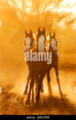 Marwari Horse. Gruppo al galoppo nella luce della sera. India Foto Stock