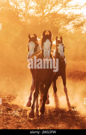 Marwari Horse. Gruppo al galoppo nella luce della sera. India Foto Stock