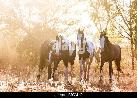 Marwari Horse. Gruppo a camminare nella luce della sera. India Foto Stock