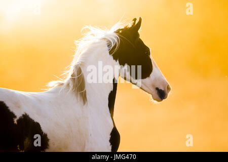 Marwari Horse. Ritratto di pezzati mare nella luce della sera. India Foto Stock