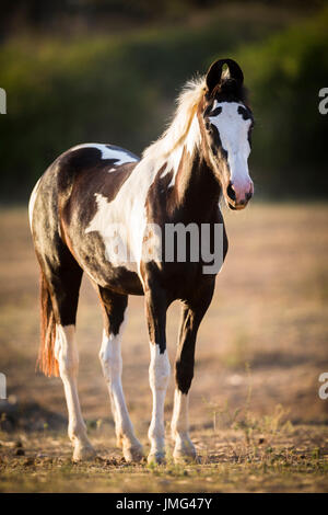 Marwari Horse. Pezzati mare in piedi nella luce della sera. India Foto Stock