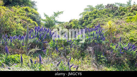 'L'orgoglio di Madera " (echium candicans), St Mary, isole Scilly, Cornwall, Inghilterra, Regno Unito. Foto Stock