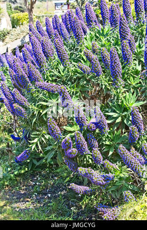 'L'orgoglio di Madera " (echium candicans), St Mary, isole Scilly, Cornwall, Inghilterra, Regno Unito. Foto Stock