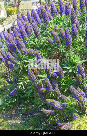 'L'orgoglio di Madera " (echium candicans), St Mary, isole Scilly, Cornwall, Inghilterra, Regno Unito. Foto Stock