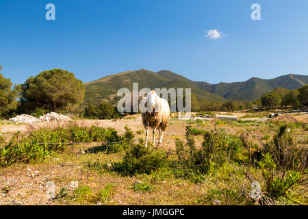 Un gregge di pecore in montagna Foto Stock