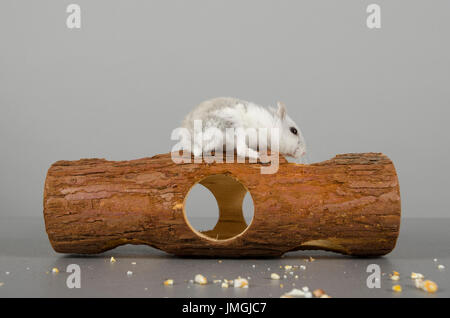 Criceto russo (il criceto bianco invernale), Regno Unito. Foto Stock