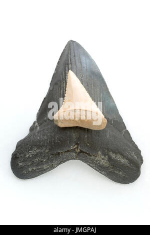 Megalodon Dente di squalo Foto Stock